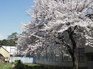 bentensakura_0426.jpg