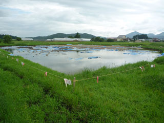 tamukai_20100818_1